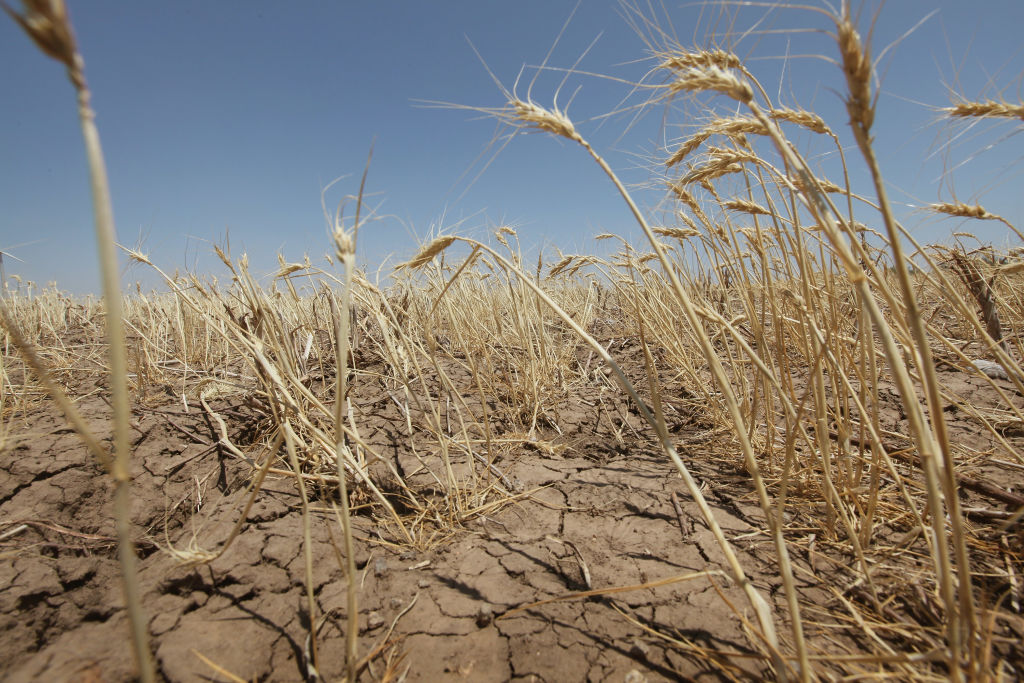 A drought-stricken wheat field bakes in the sun July 27, 2011 near Hermleigh, Texas. A drought over much of Texas could last until spring 2021. Photo courtesy Scott Olson/Getty Images.