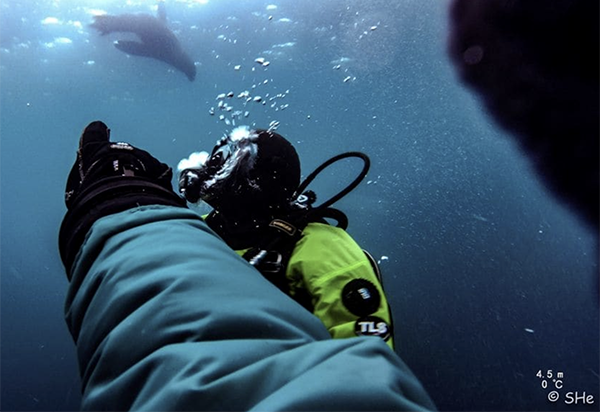 Researchers on the expedition, diving and looking up at a penguin. (Photo courtesy of Dr. Aaron Galloway.)