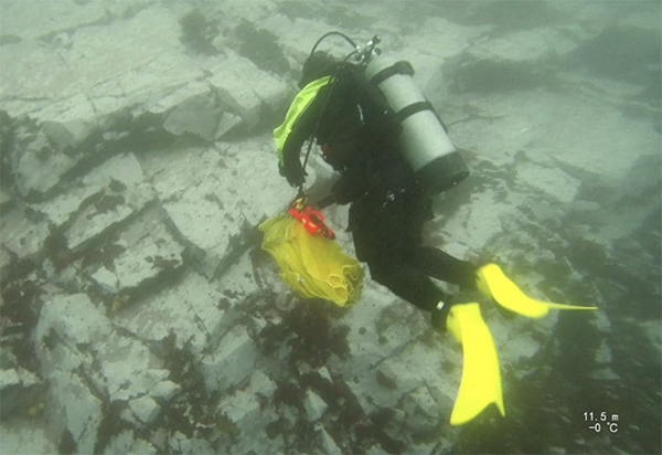A researcher on the expedition, diving and collecting samples. (Photo courtesy of Dr. Aaron Galloway.)