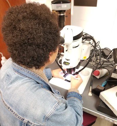 Dr. Bryant hard at work on the microscope she used to analyze her graduate school research samples. (Photo courtesy of Dr. Bryant.)