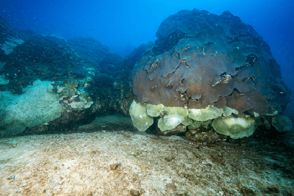 Corals at the East Bank reef in the Flower Garden Banks National Marine Sanctuary show a distinct mortality line, with dead white coral below and living brown coral above. (NOAA Flower Garden Banks National Marine Sanctuary.)