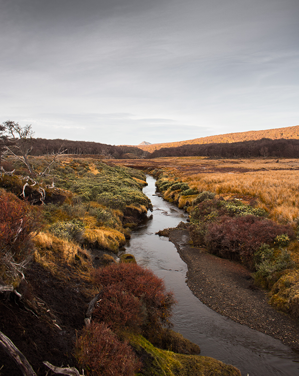 Peatlands in Tierra del Fuego. (Photo by Patrick Campbell.)