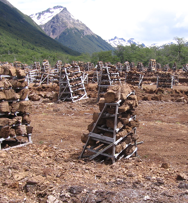 Peat blocks cut up and drying on racks, in Tierra del Fuego. (Photo by Loisel.)