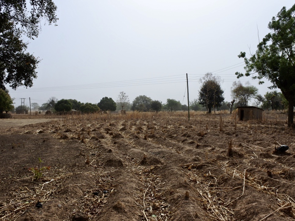 A farm during dry season, in Lawra, Ghana. (Photo courtesy of Wood.)