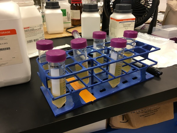 Vials of fine-grained marine sediments ready for analysis. (Photo courtesy of Dr. Julia Reece)