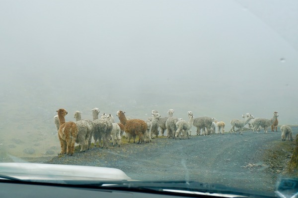 Minor traffic, alpacas from local farmers, on the way to the sample area. (Photo courtesy of Dr. Nick Perez.)