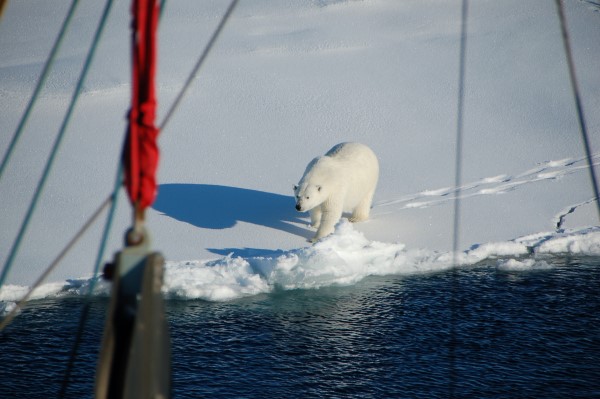 A polar bear investigating the ship while on the U.S. GEOTRACES cruise in the Arctic. (Photo courtesy of Dr. Jessica Fitzsimmons.)