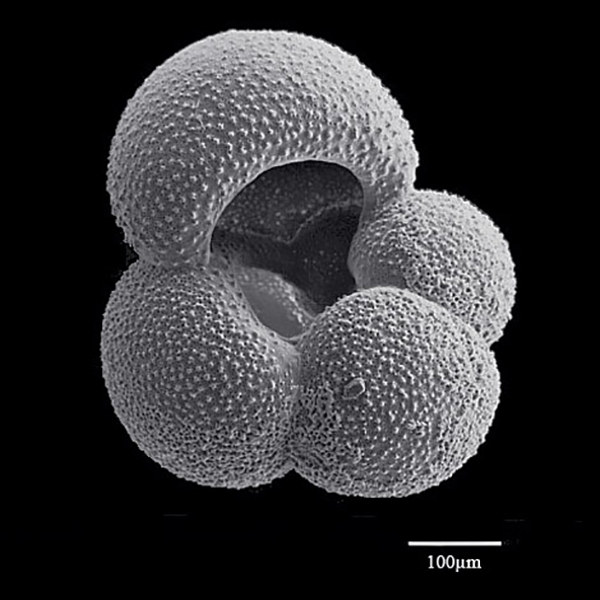 Chemical fingerprints of past CO2 levels are preserved in microscopic fossil shells such as this foraminifera. (Image courtesy of the Foraminifera Project.)