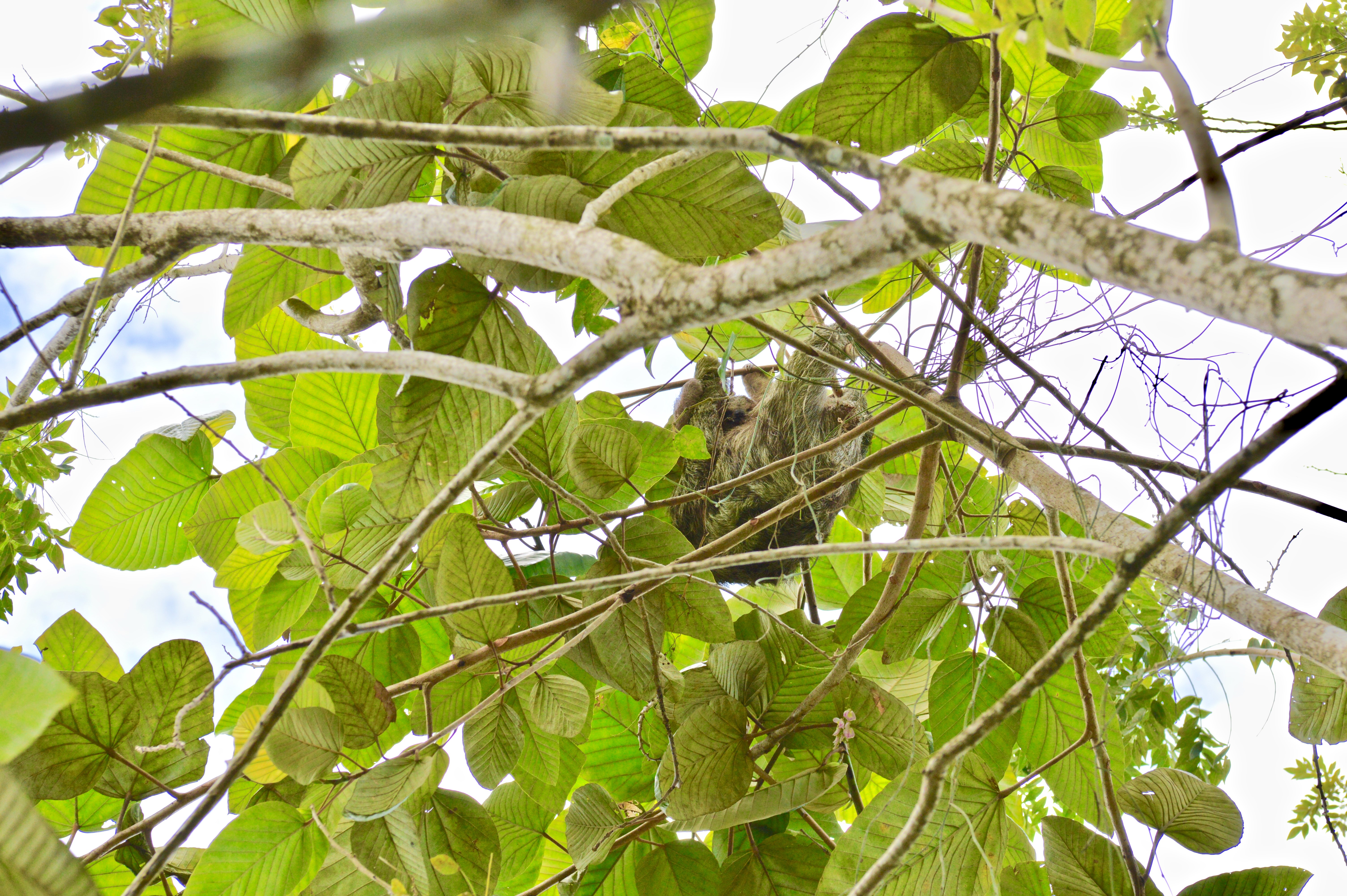 A sloth with its baby climbing in a tree near the Arenal Volcano (photo credit: Zonghui Li).