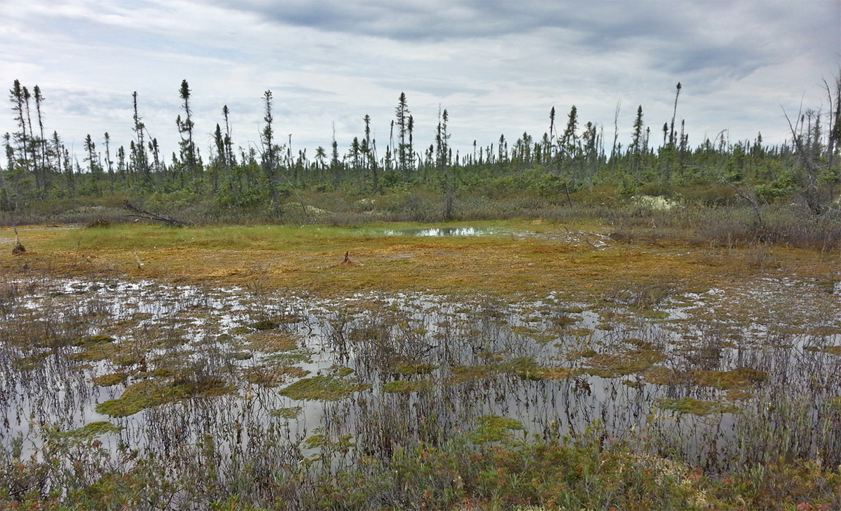 Permafrost peatland, Mackenzie River Basin, Northwestern Territories Canada. (Photo by: Dr. Julie Loisel.)