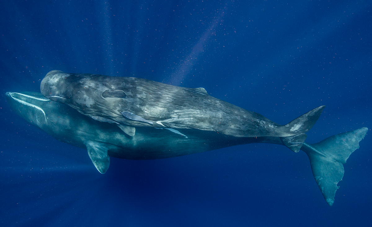 Sperm whale mother and calf. (Photograph by © Amanda Cotton)