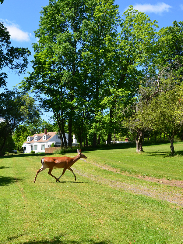 Deer in a residential neighborhood in Ithaca, NY. (Photo by Dr. Casellas Connors.)