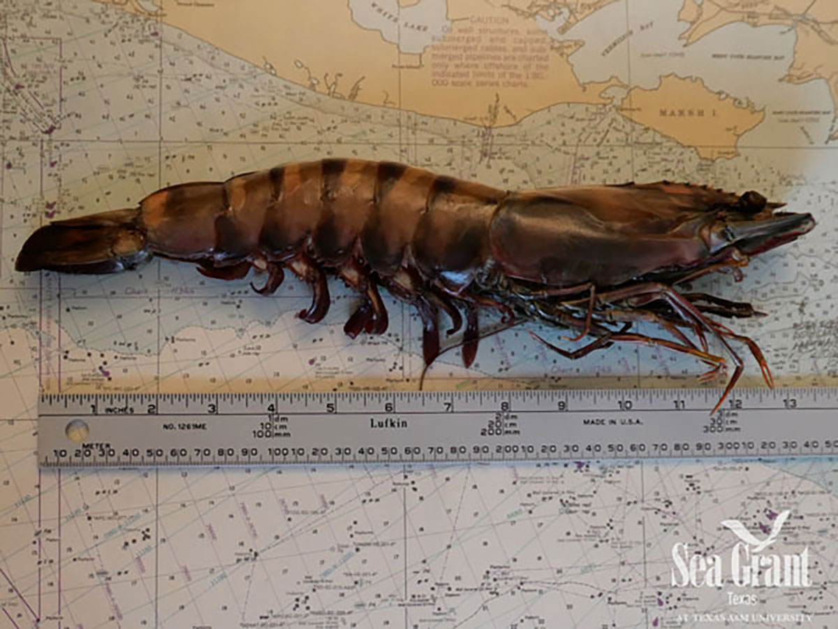 This Asian tiger shrimp measures 12.5 feet long when thawed (Photo by Tony Reisinger).