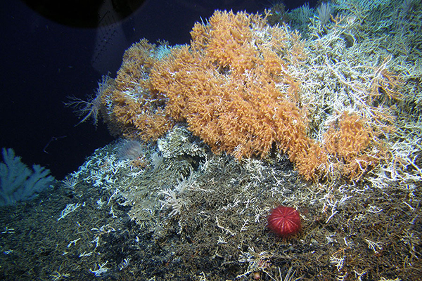 A patch of recovering scleractinian reef on the SE Hancock Seamount at 650m. (Photo by A. Baco-Taylor FSU, E.B. Roark TAMU, NSF, with HURL Pilots T. Kerby and M. Cremer)