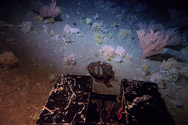A mixed bed of scleractinian and octocorals that appear to be recovering on the Koko Seamount at a depth of 500m. (Photo by A. Baco-Taylor FSU, E.B. Roark TAMU, NSF, with HURL Pilots T. Kerby and M. Cremer)