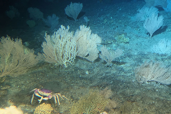 A young colony of H. laauense amid a bed of other octocorals. (Photo by A. Baco-Taylor FSU, E.B. Roark TAMU, NSF, with HURL Pilots T. Kerby and M. Cremer)