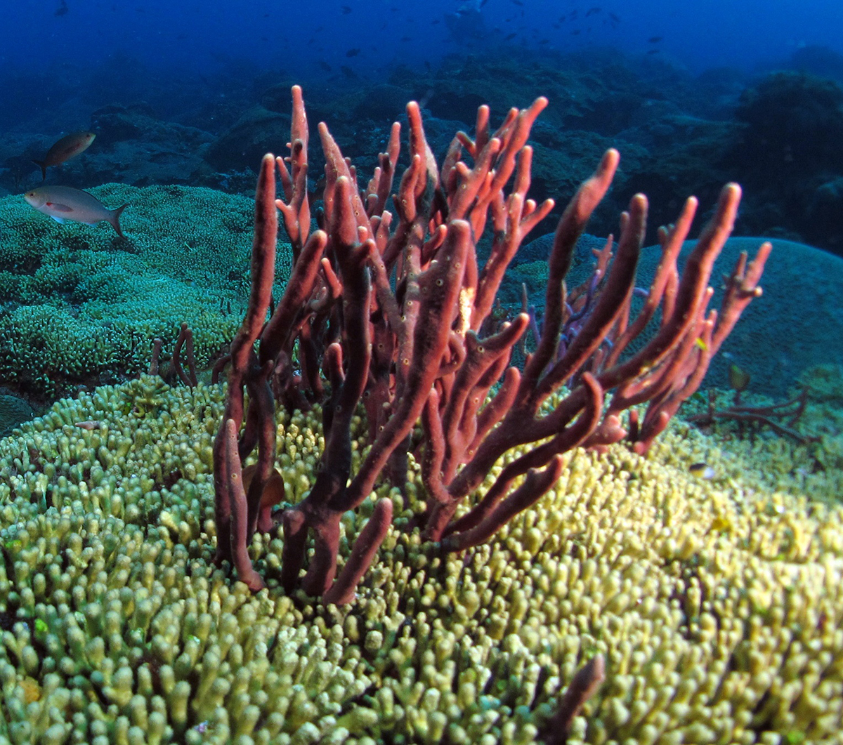 A species of sponge at the Flower Garden Banks National Marine Sanctuary. Image Credit: NOAA.