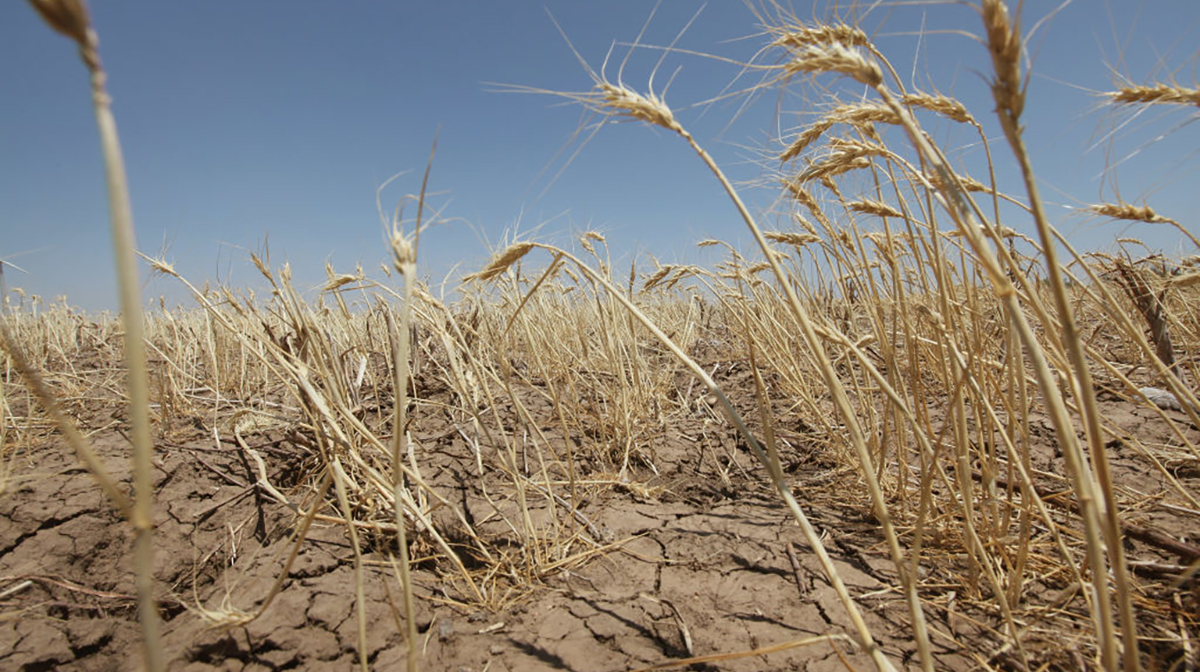 A drought-stricken wheat field bakes in the sun July 27, 2011 near Hermleigh, Texas. A severe drought had caused the majority of dry-land crops to fail in the region. The past nine months had been the driest in Texas at the time since record keeping began in 1895. (Photo credit: Scott Olson/Getty Images.)