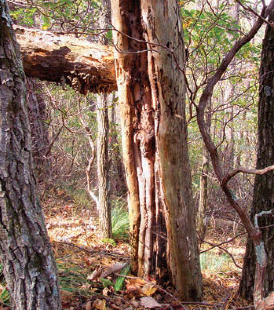 Texas A&M Researcher Examines Impact Of Fire Prevention On Appalachian Forest