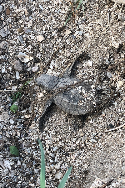 A Kemp's ridley sea turtle in its nest (Photo credit: Emilee DeForest)