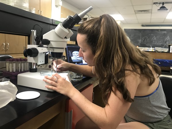 Charlotte Miller, analyzing microplastic data in the Wicksten Lab. (Photo courtesy of Charlotte Miller.)