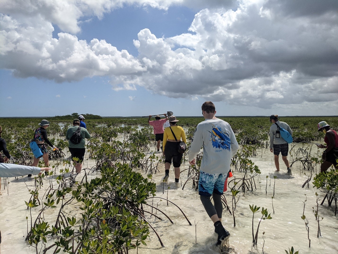 Geology undergraduate students hike across the tidal marsh filled with mangroves and lots of carbonate mud.